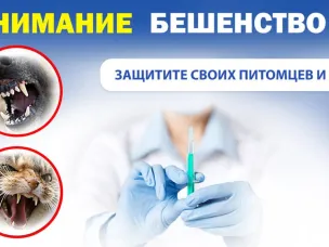 Роспотребнадзор информирует о рекомендациях по профилактике бешенства